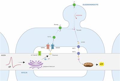 Engine Failure in Axo-Myelinic Signaling: A Potential Key Player in the Pathogenesis of Multiple Sclerosis